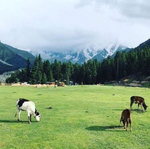 There are many beautiful places in Pakistan.Fairy Meadows is one of them.