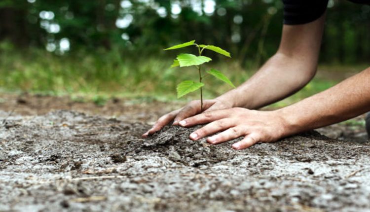 Ten billion tree project initiated by PM Imran Khan